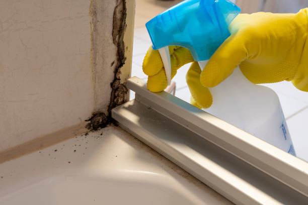 Best Mold Damage Repair  in Aberdeen, MS