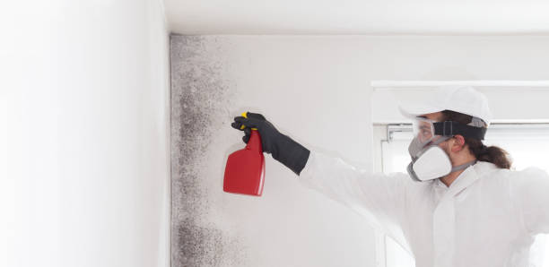 Attic Mold Removal in Aberdeen, MS