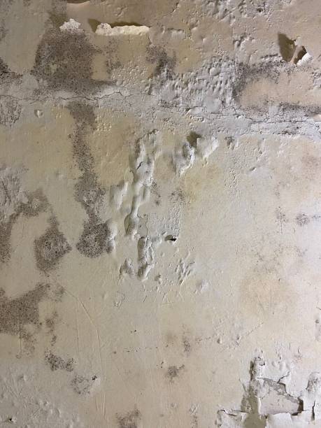 Best Affordable Mold Removal  in Aberdeen, MS