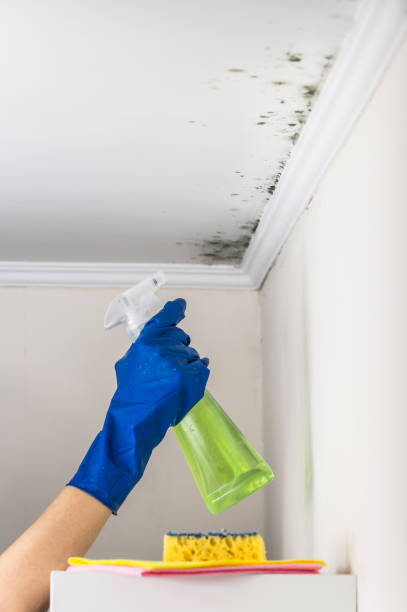 Best Certified Mold Removal  in Aberdeen, MS